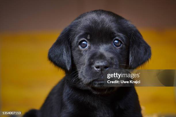 Black Lab Head Photos and Premium High Res Pictures - Getty Images