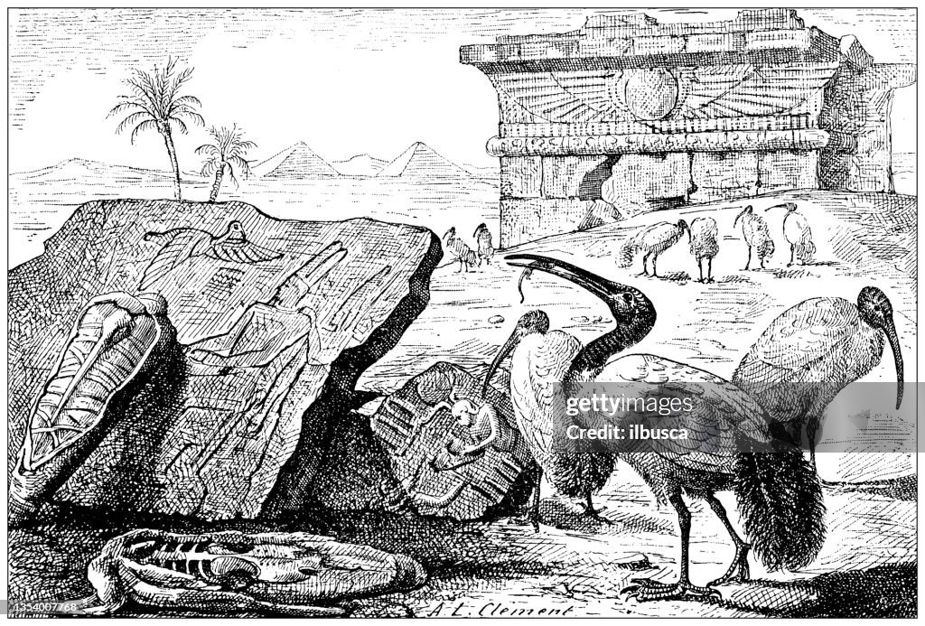Antique illustration: Ibis bird