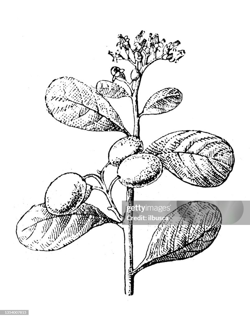 Antique illustration: Chrysobalanus icaco, cocoplum, paradise plum, abajeru or icaco