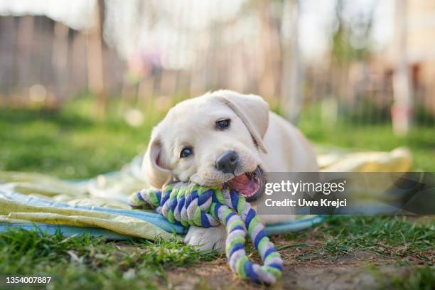 labrador puppy outdoors - dog's toy stockfoto's en -beelden