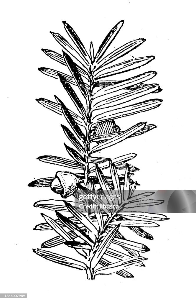 Antique illustration: Taxus baccata, Yew