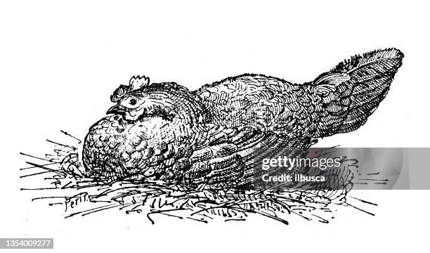 Hatching Drawing Insect Ilustraciones, imágenes clip art, dibujos animados e iconos de stock de ...