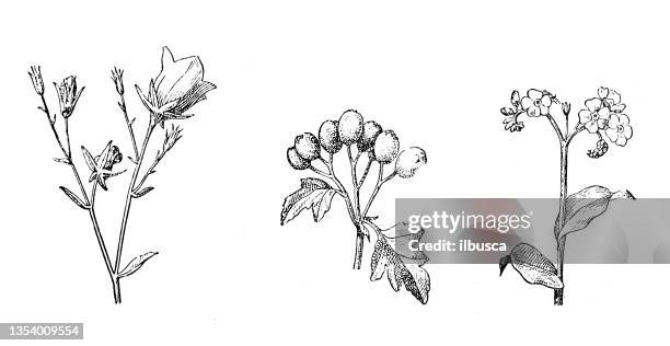 antique illustration: types of inflorescences, campanula, may tree (hawtorn), myosotis - hawthorn stock illustrations