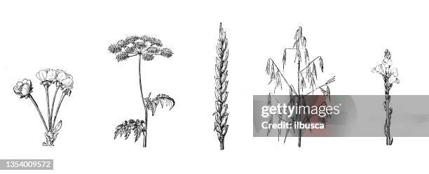 antique illustration: types of inflorescences, cherry tree, rough chervil, wheat, oats, verbena - monopodial stock illustrations