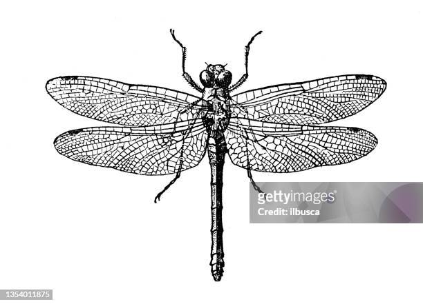 antike illustration: libelle - dragon fly stock-grafiken, -clipart, -cartoons und -symbole