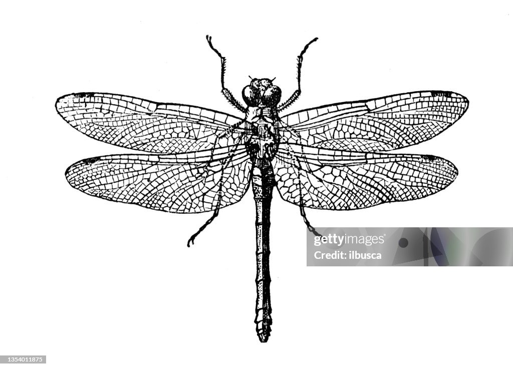 Antique illustration: Dragonfly