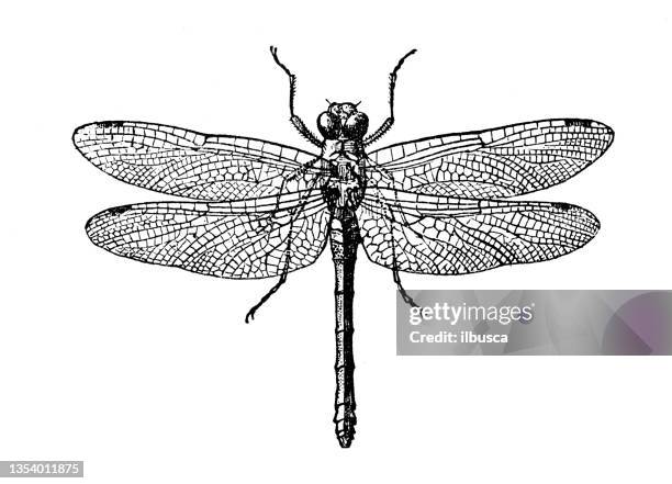 antique illustration: dragonfly - dragonfly stock illustrations