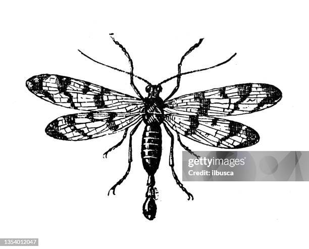 antique illustration: panorpa - scorpion stock illustrations