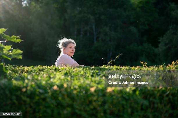 woman pruning hedge - hecke stock-fotos und bilder