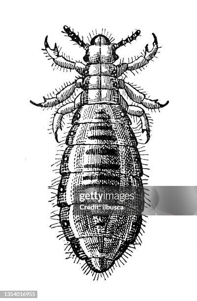 antike illustration: laus - louse stock-grafiken, -clipart, -cartoons und -symbole