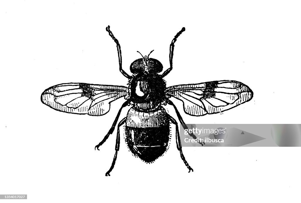 Antique illustration: Volucella zonaria, the hornet mimic hoverfly