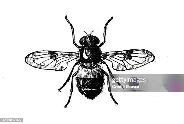 antique illustration: volucella zonaria, the hornet mimic hoverfly - vespa italy stock illustrations