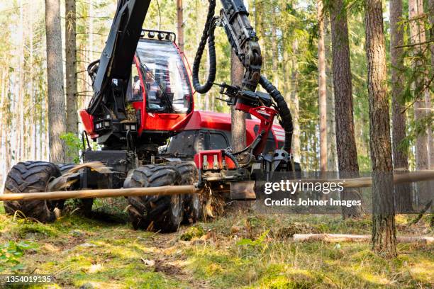 feller buncher at work - lumber industry stock pictures, royalty-free photos & images