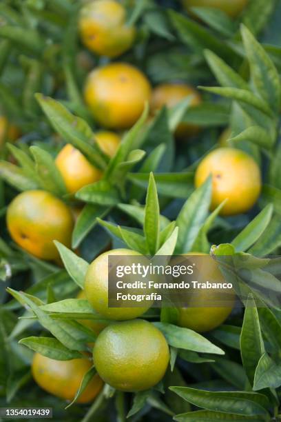 tree with tangerines - asturias stock pictures, royalty-free photos & images