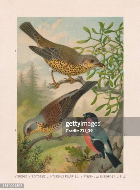 stockillustraties, clipart, cartoons en iconen met passeriformes: mistle thrush, fieldfare and bullfinch, chromolithograph, published in 1887 - jeneverbes conifeer