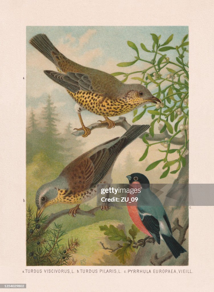 Passeriformes: mistle thrush, fieldfare and bullfinch, chromolithograph, published in 1887