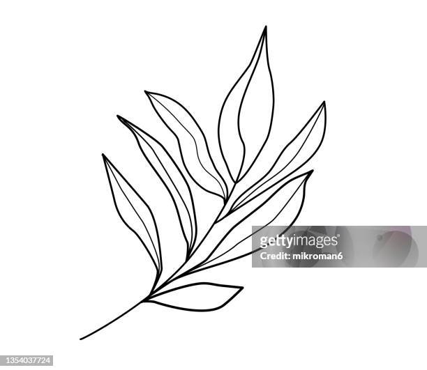 elegant drawing of a branch with leaves, logo concept - leaves illustration stock-fotos und bilder
