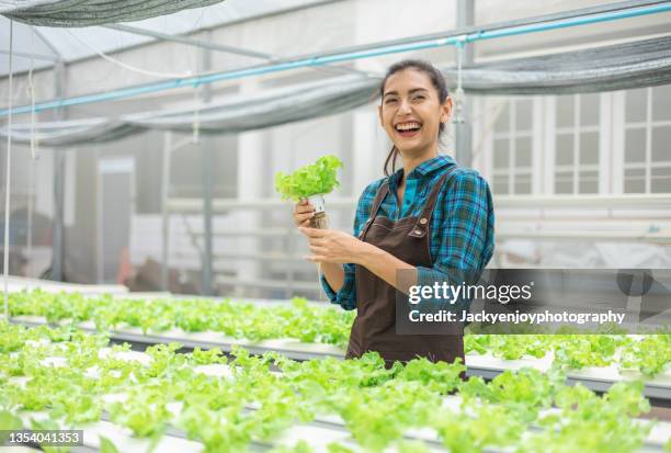 smiling female gardener working in hydroponics greenhouse farm garden - product development stockfoto's en -beelden