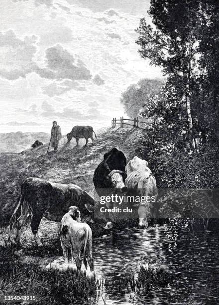 cattle trough in the mountains - black and white cow stock illustrations