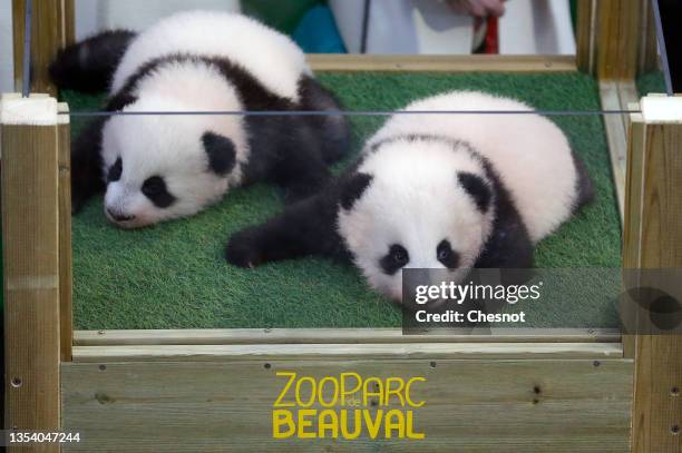 Pictures And Photos Getty Images pictures-and-photos-getty-images