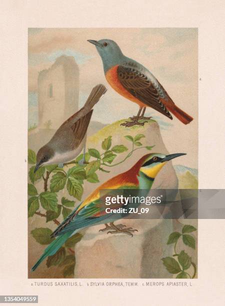 stockillustraties, clipart, cartoons en iconen met passeriformes: rock thrush, orphean warbler and bee-eater, chromolithograph, published in 1887 - lijster