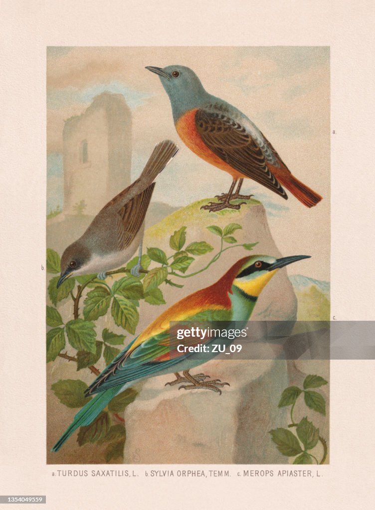 Passeriformes: rock thrush, orphean warbler and bee-eater, chromolithograph, published in 1887