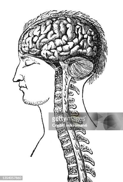 old engraved illustration of human brain and spinal cord - brain diagram colour stockfoto's en -beelden