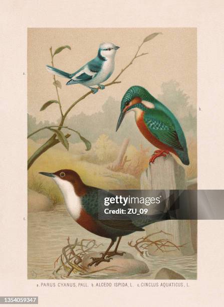 stockillustraties, clipart, cartoons en iconen met passeriformes: azure tit, kingfisher and white-throated dipper, chromolithograph, published 1887 - lithograph