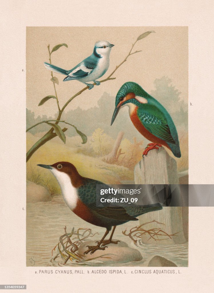 Passeriformes: Azure tit, kingfisher and white-throated dipper, chromolithograph, published 1887