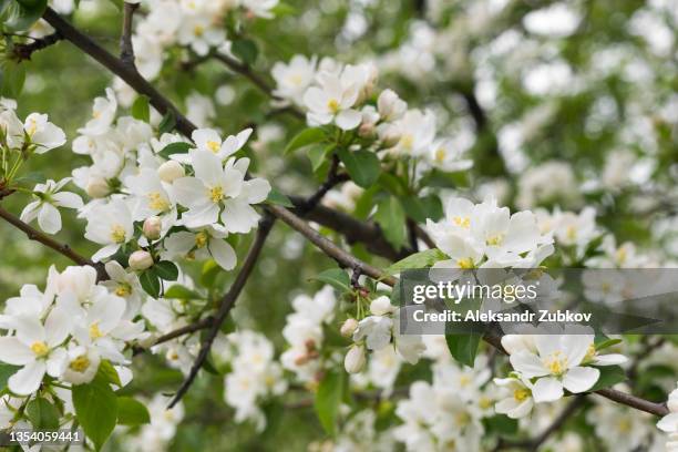 an apple tree blooms in spring in the park on a sunny day. white blooming flowers on a tree branch. apple blossom, beautiful natural background. close-up, selective focus. - apple blossom stock pictures, royalty-free photos & images