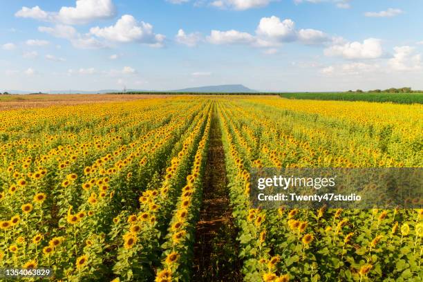 high angle view of a large sunflower field in lopburi province thailand - sonnenblumenkerne stock-fotos und bilder