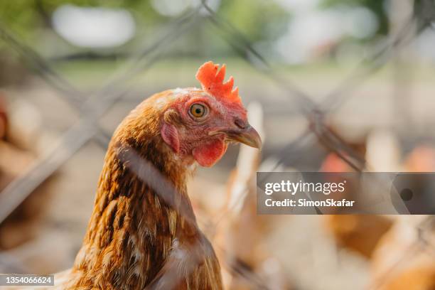 hen in yard of chicken coop at farm - chicken feather stock pictures, royalty-free photos & images