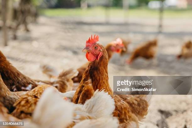 hens in yard of chicken coop - hen stock pictures, royalty-free photos & images