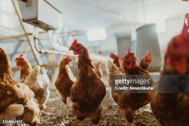 chickens at poultry farm - the coop stock pictures, royalty-free photos & images