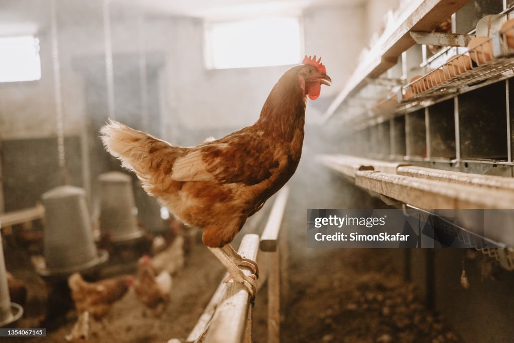 Gallina posándose sobre estructura de madera