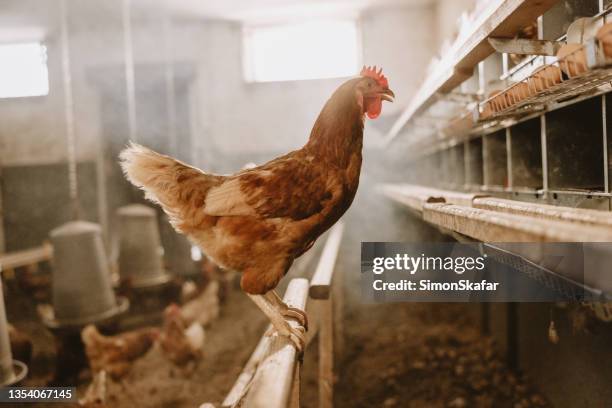 poule perchée sur une structure en bois - poulailler photos et images de collection