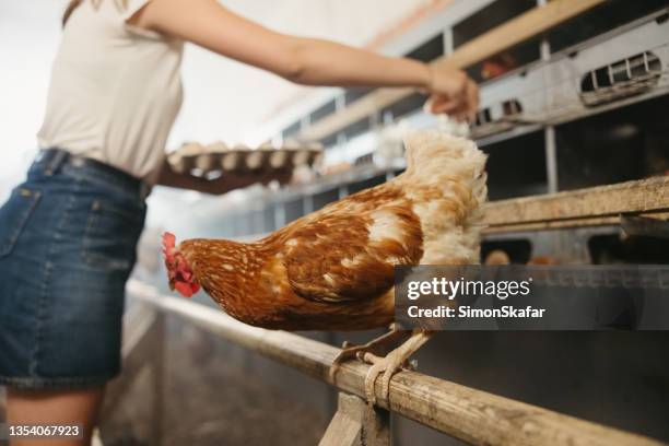 close up of rooster perching on wood structure with teenage girl picking eggs in background - perch stock pictures, royalty-free photos & images