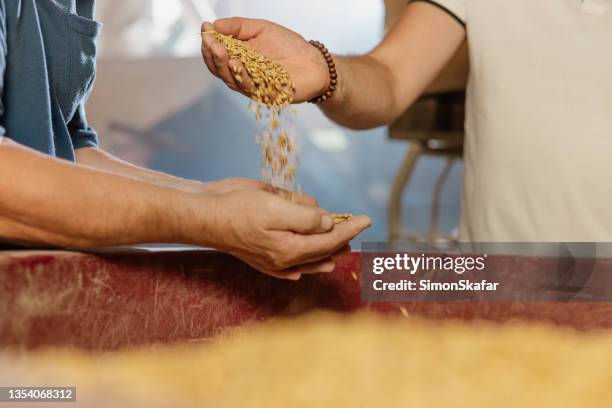 hands of farmers checking quality of rye grain - rogge graan stockfoto's en -beelden