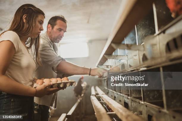 father picking up eggs from rack with daughter holding egg carton - hatchery stock pictures, royalty-free photos & images