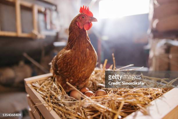 nahaufnahme der henne, die eier auf heu in der kiste legt - chicken coop stock-fotos und bilder