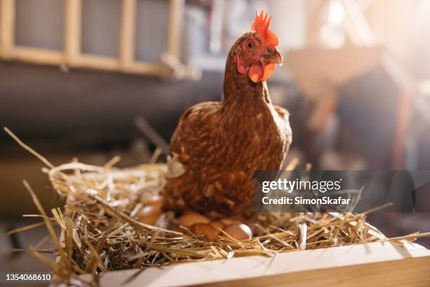 close up of hen laying eggs on crate - kip stockfoto's en -beelden