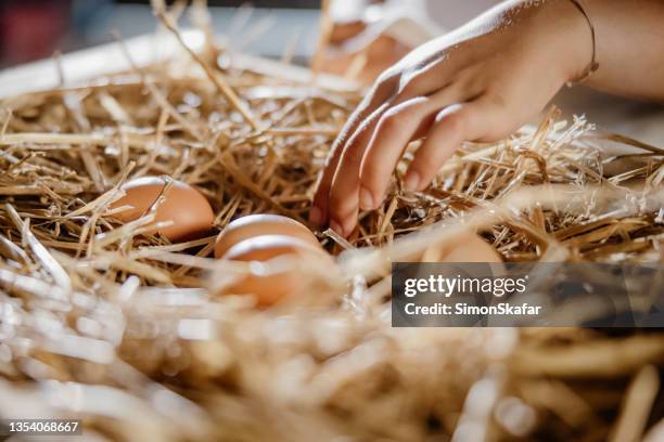 primer plano extremo de recoger huevos a mano - corral para animal fotografías e imágenes de stock