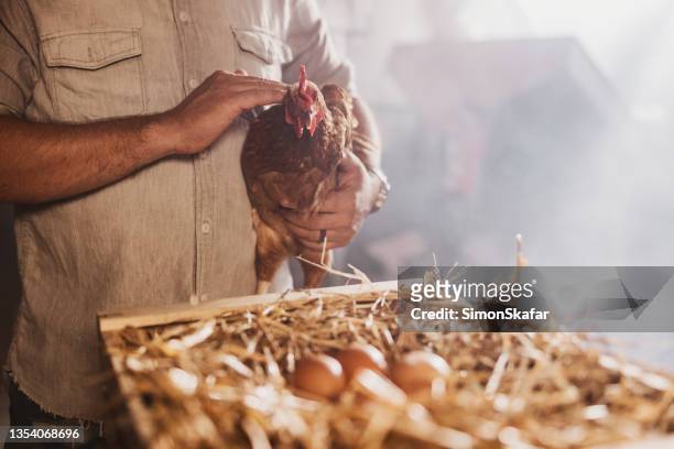 section médiane d’un homme caressant une poule à la ferme avicole - poulailler photos et images de collection