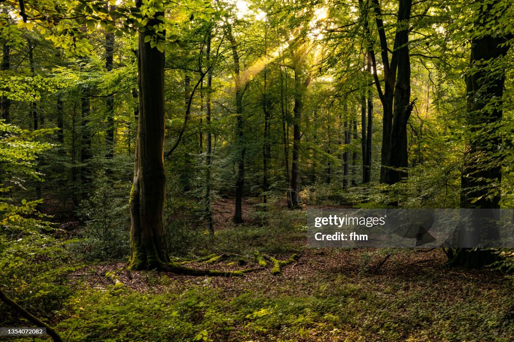 Forest
