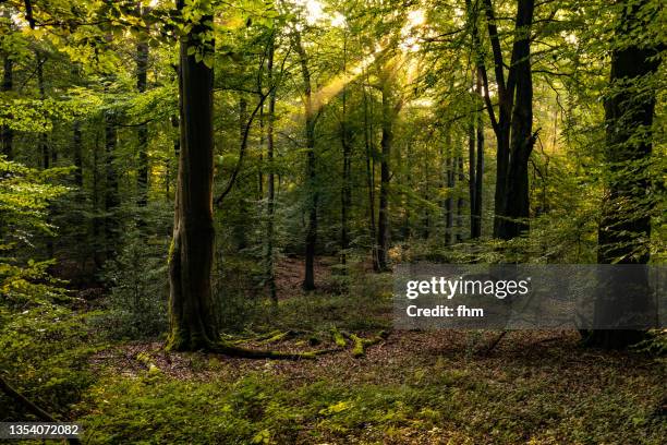 forest - woud stockfoto's en -beelden