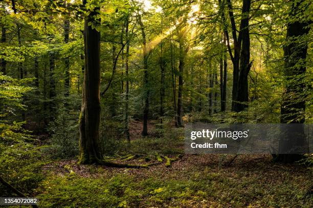 forest - skog bildbanksfoton och bilder