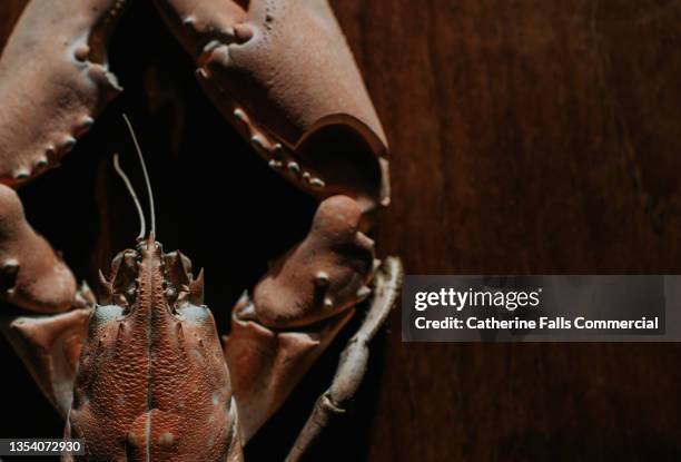 top down, close-up image of a lobsters head / face, highlighting the natural textures and colours of a lobsters outer shell. - mottled skin stockfoto's en -beelden