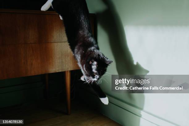 a young black cat leaps off a wooden cabinet. her shadow projects against a wall. - animal body stock pictures, royalty-free photos & images