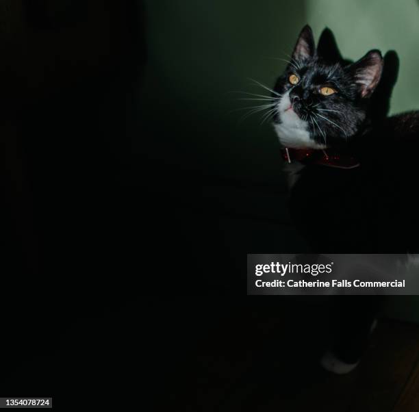 an alert, young black cat peering out of the shadows - black cat green eyes stock pictures, royalty-free photos & images