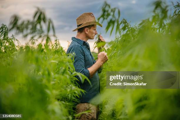 farmer examining the hemp plants - cannabis cultivated for hemp stock pictures, royalty-free photos & images